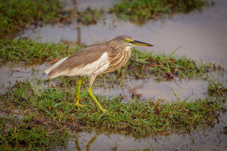 100 Bundala NP, indische ralreiger.jpg